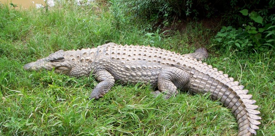 Son Gharial Wildlife Sanctuary